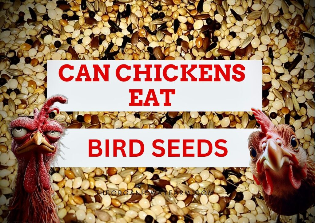 Can Chickens Eat Bird Seed (Everything To Know)