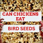 Can Chickens Eat Bird Seed (Everything To Know)