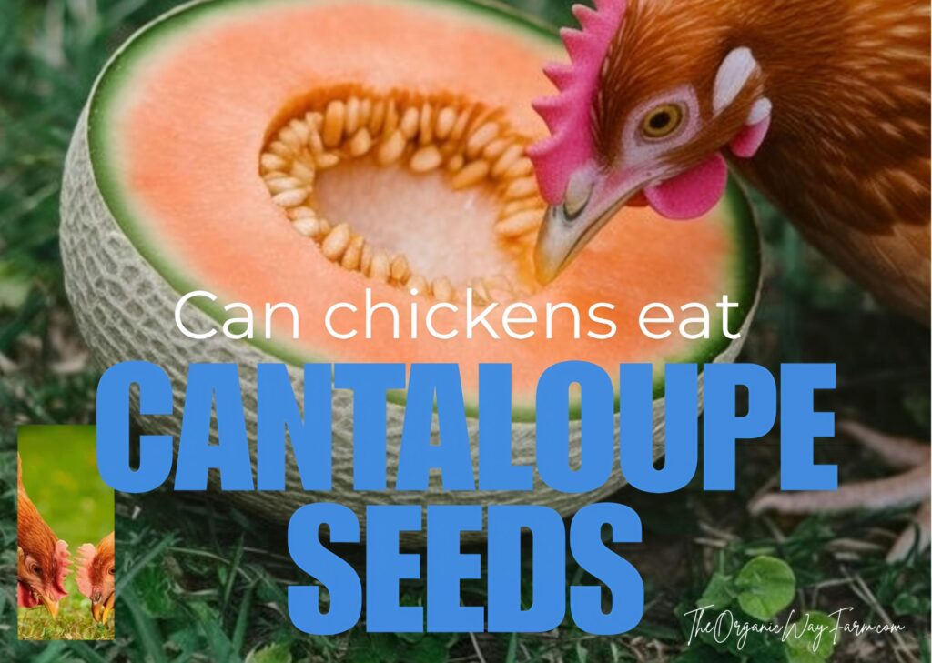 Can Chickens Eat Cantaloupe Seeds (Everything to Know)