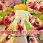 Can Chickens Eat Cauliflower (Everything To Know)