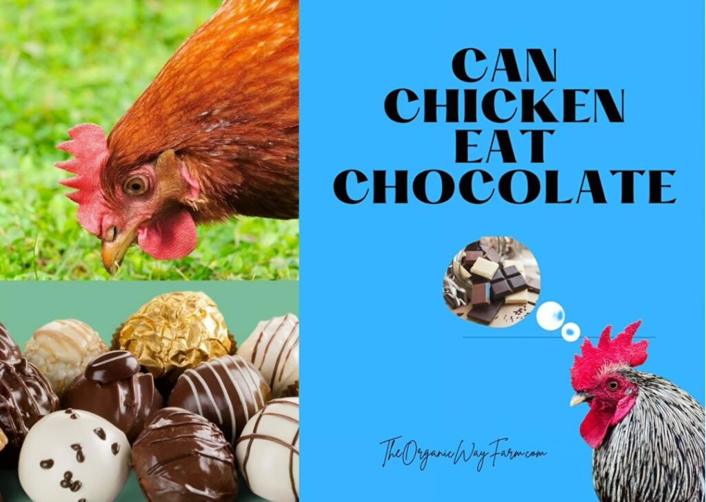 Can Chickens Eat Chocolate