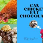 Can Chickens Eat Chocolate