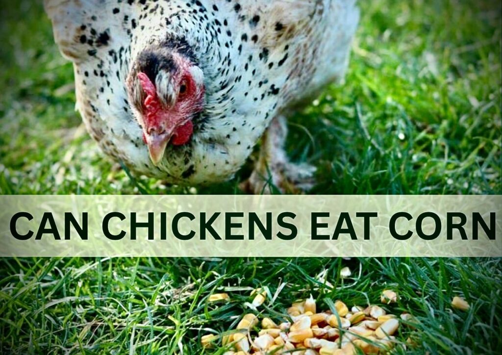 Can Chickens Eat Corn (Everything To Know)