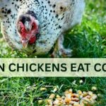 Can Chickens Eat Corn (Everything To Know)