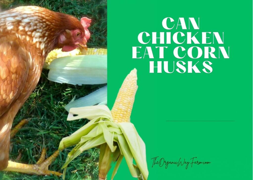 Can Chickens Eat Corn Husks