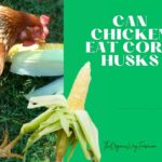 Can Chickens Eat Corn Husks