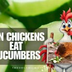 Can Chickens Eat Cucumbers? (Everything To Know)