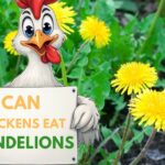 Can Chickens Eat Dandelions (Everything To Know)