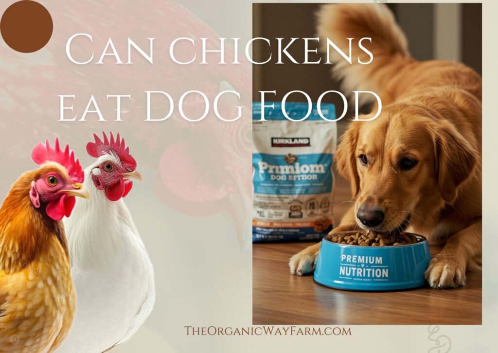 Can Chickens Eat Dog Food (Everything To Know)