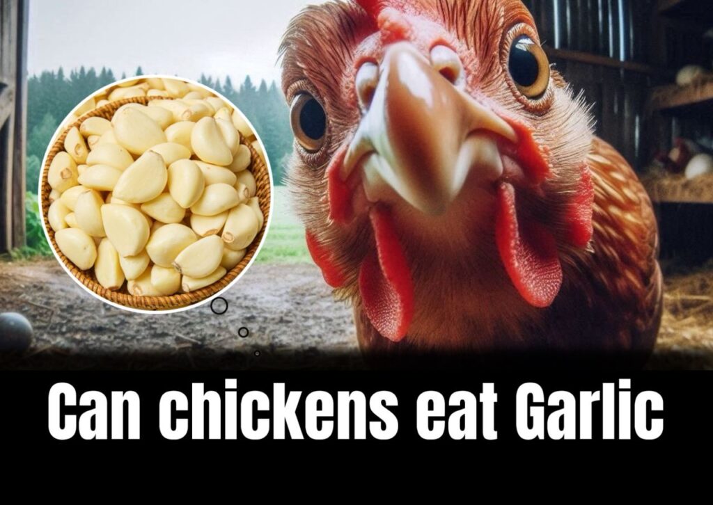 Can Chickens Eat Garlic (Everything To Know)