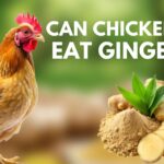 Can Chickens Eat Ginger (Everything To Know)