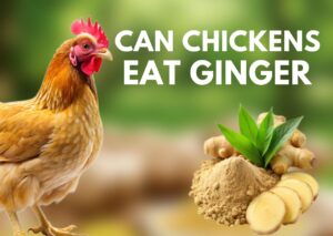 Can Chickens Eat Ginger (Everything To Know)