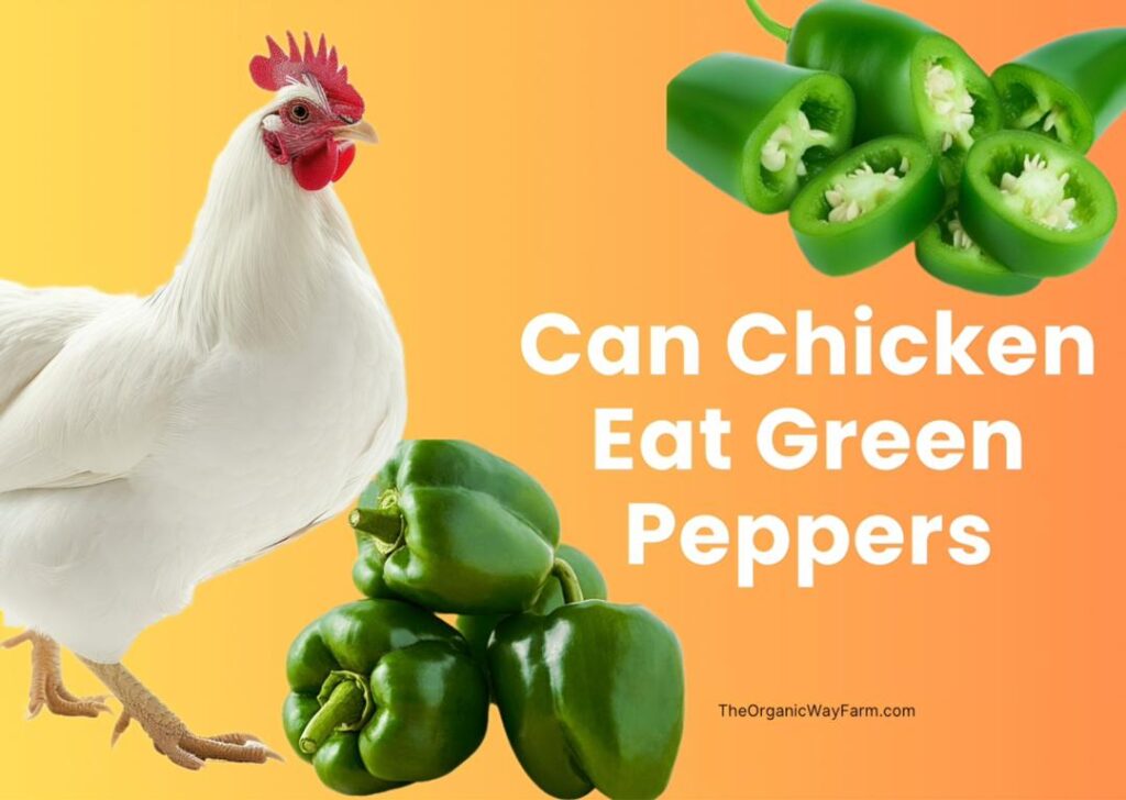 Can Chickens Eat Green Peppers