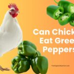 Can Chickens Eat Green Peppers