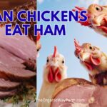 Can Chickens Eat Ham (Everything to Know)
