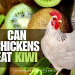 Can Chickens Eat Kiwi? (Everything To Know)