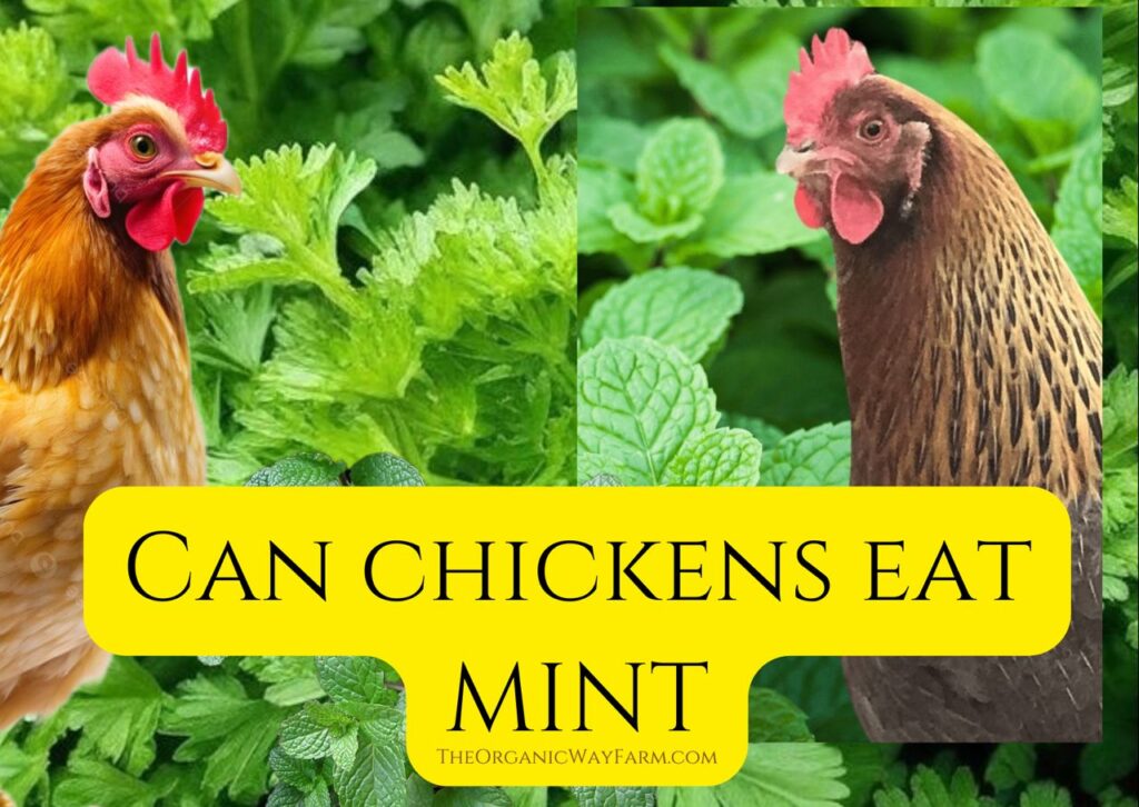 Can Chickens Eat Mint (Everything To Know)