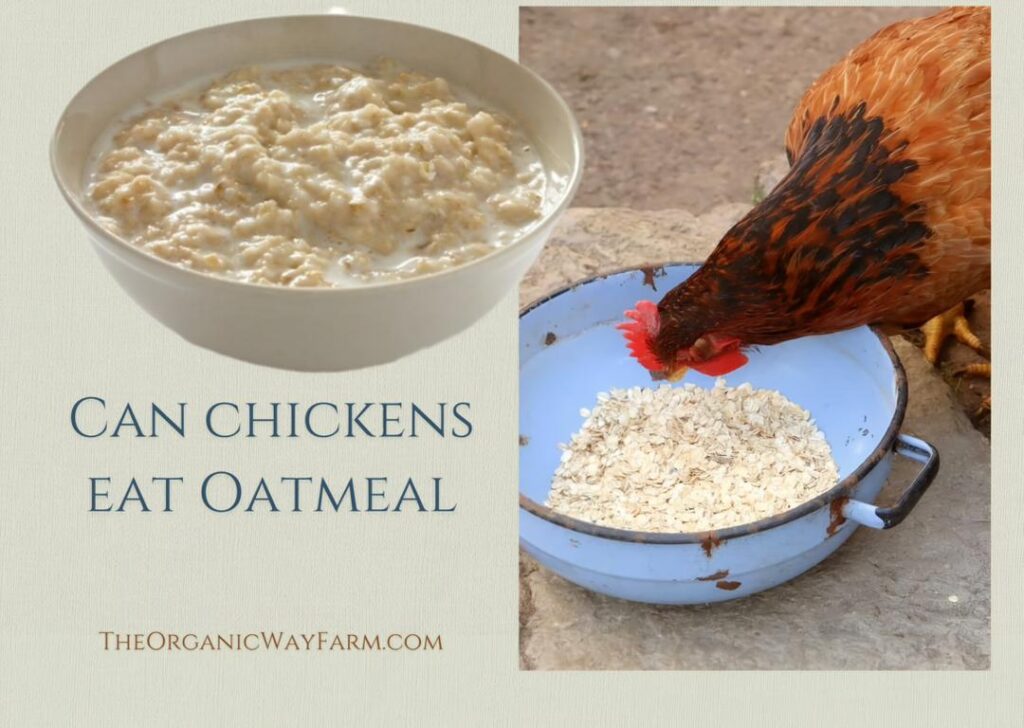 Can Chickens Eat Oatmeal (Everything to Know)