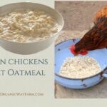 Can Chickens Eat Oatmeal (Everything to Know)