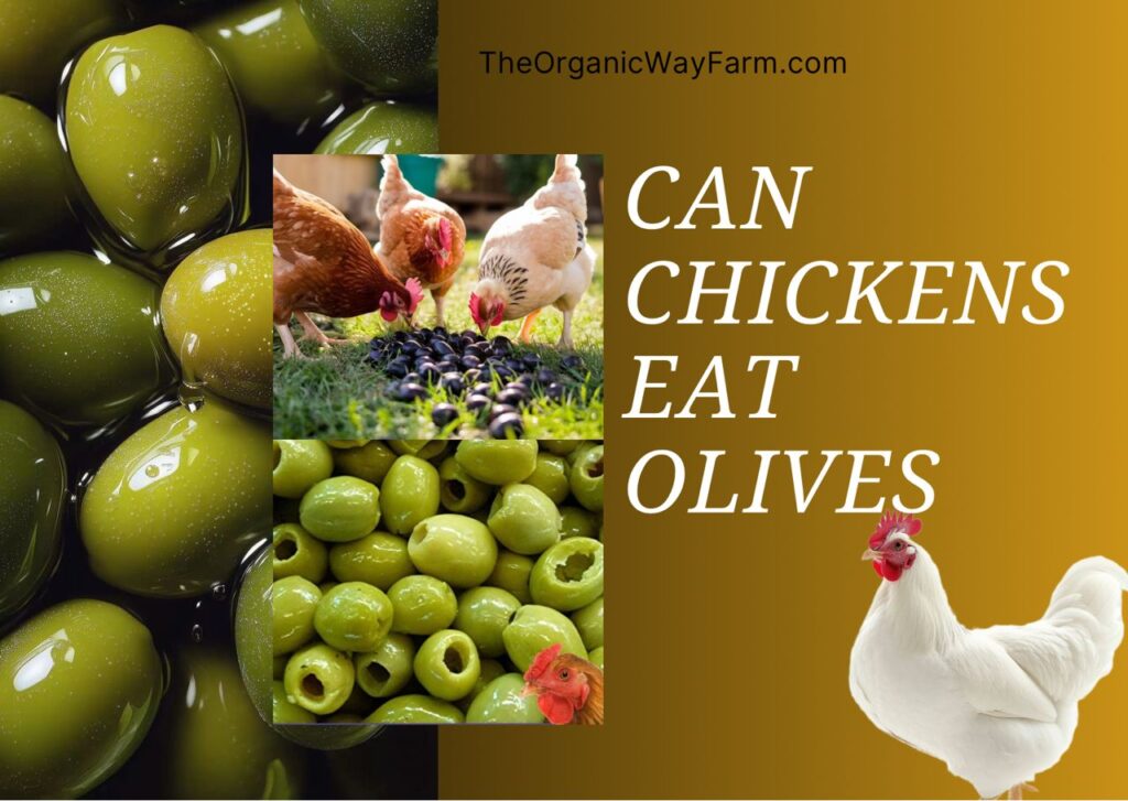 Can Chickens Eat Olives (Everything to Know)