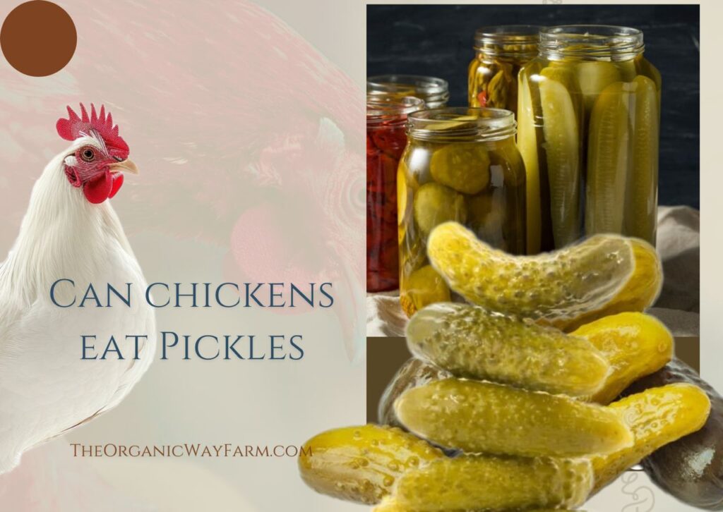 Can Chickens Eat Pickles (Everything To Know)