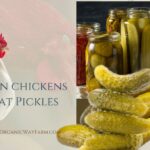 Can Chickens Eat Pickles (Everything To Know)