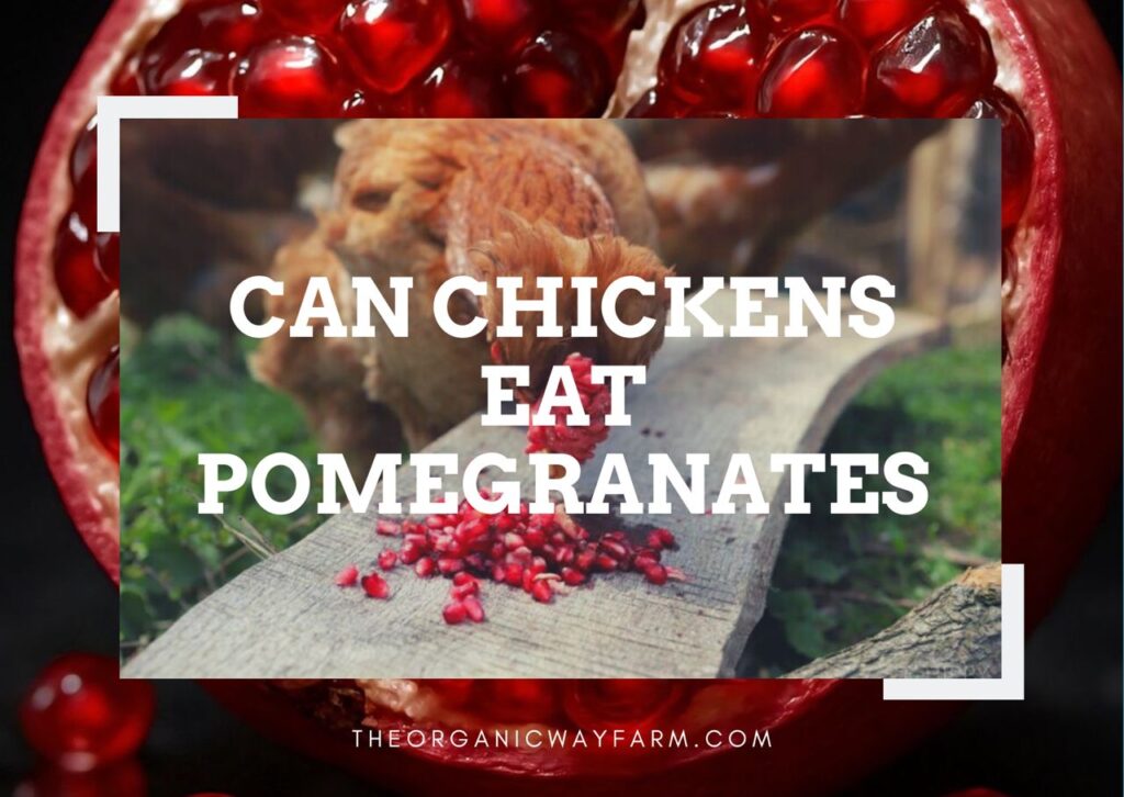 Can Chickens Eat Pomegranates (Everything To Know)