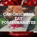 Can Chickens Eat Pomegranates (Everything To Know)