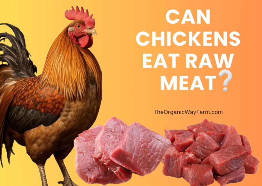 Can Chickens Eat Raw Meat (Everything to Know)