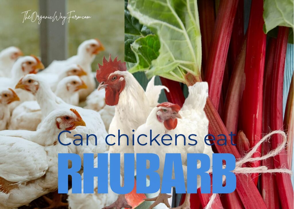 Can Chickens Eat Rhubarb (Everything to Know)