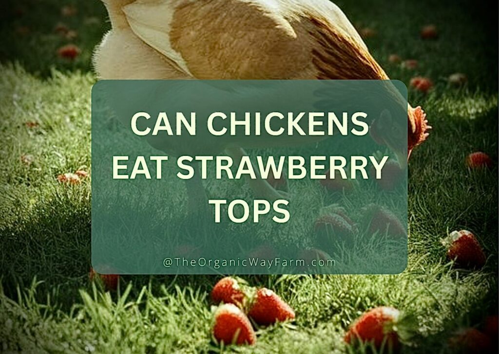 Can Chickens Eat Strawberry Tops (Everything To Know)