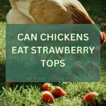 Can Chickens Eat Strawberry Tops (Everything To Know)