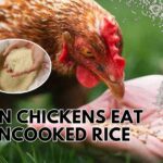 Can Chickens Eat Uncooked Rice (Everything To Know)