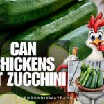 Can Chickens Eat Zucchini? (Everything To Know)