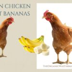 Can Chickens Eat Bananas