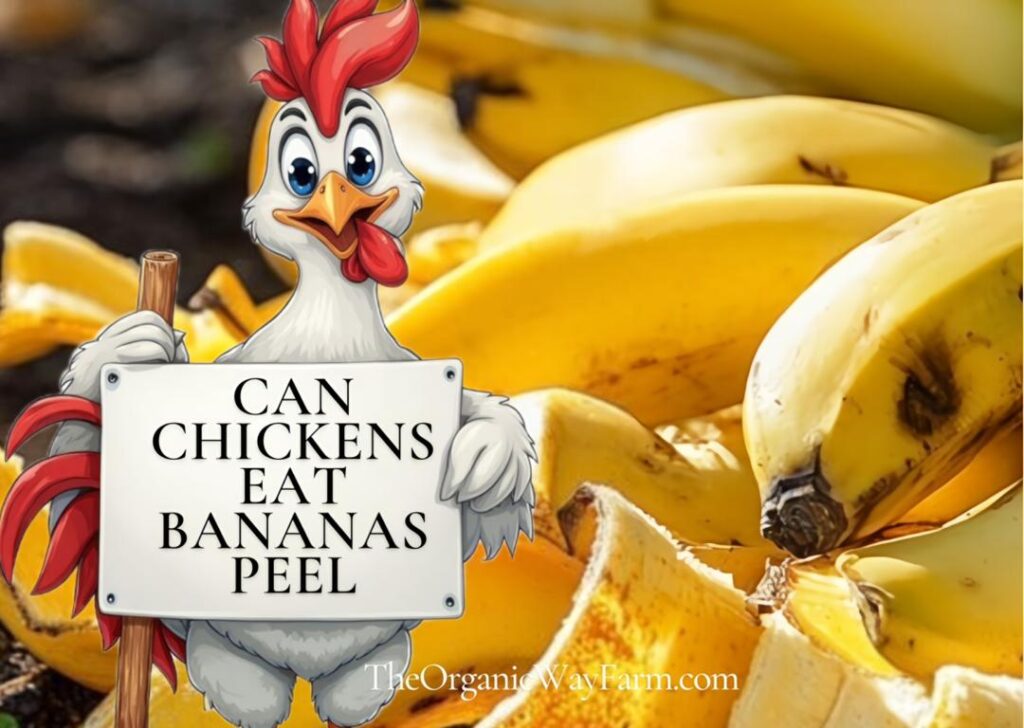 Can Chickens Eat Bananas Peels