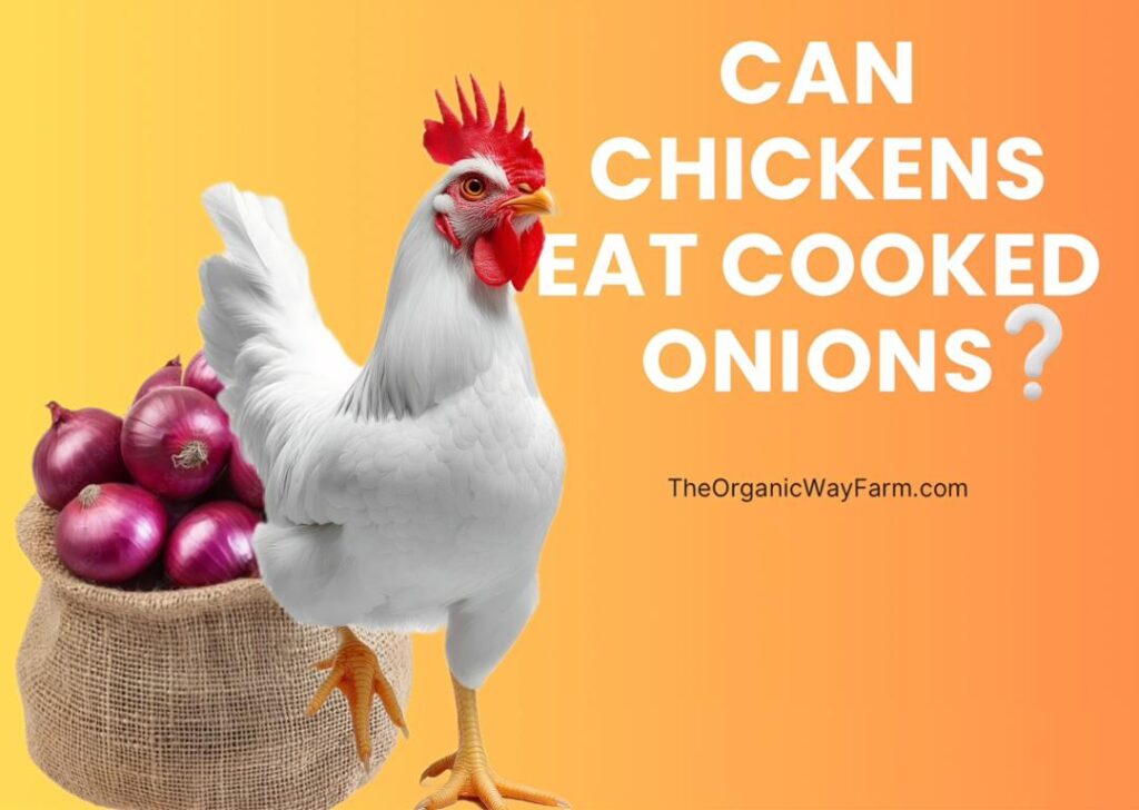 Can Chickens Eat Cooked Onions (Everything to Know)