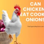 Can Chickens Eat Cooked Onions (Everything to Know)