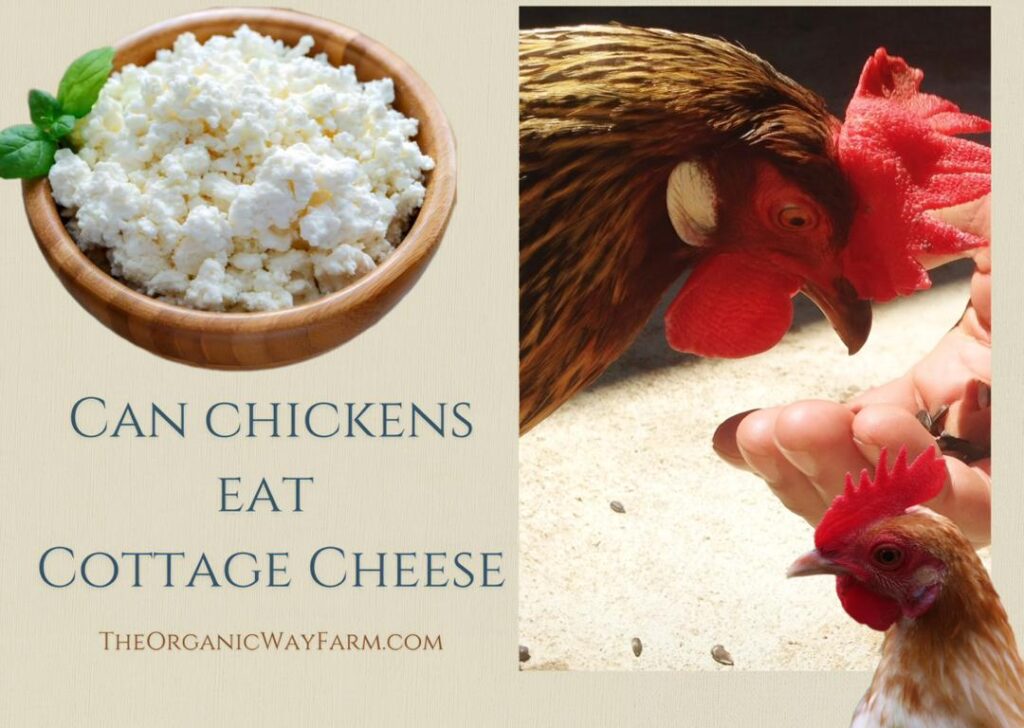 Can Chickens Eat Cottage Cheese (Everything To Know)
