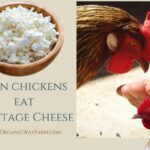 Can Chickens Eat Cottage Cheese (Everything To Know)