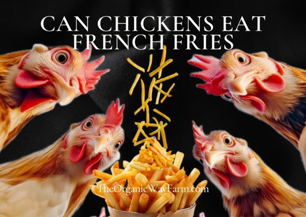 Can Chickens Eat French Fries (Everything to Know)