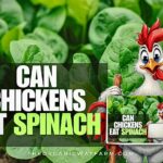 Can Chickens Eat Spinach? (Everything To Know)