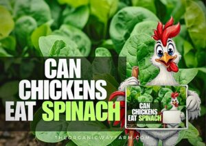 Can Chickens Eat Spinach? (Everything To Know)