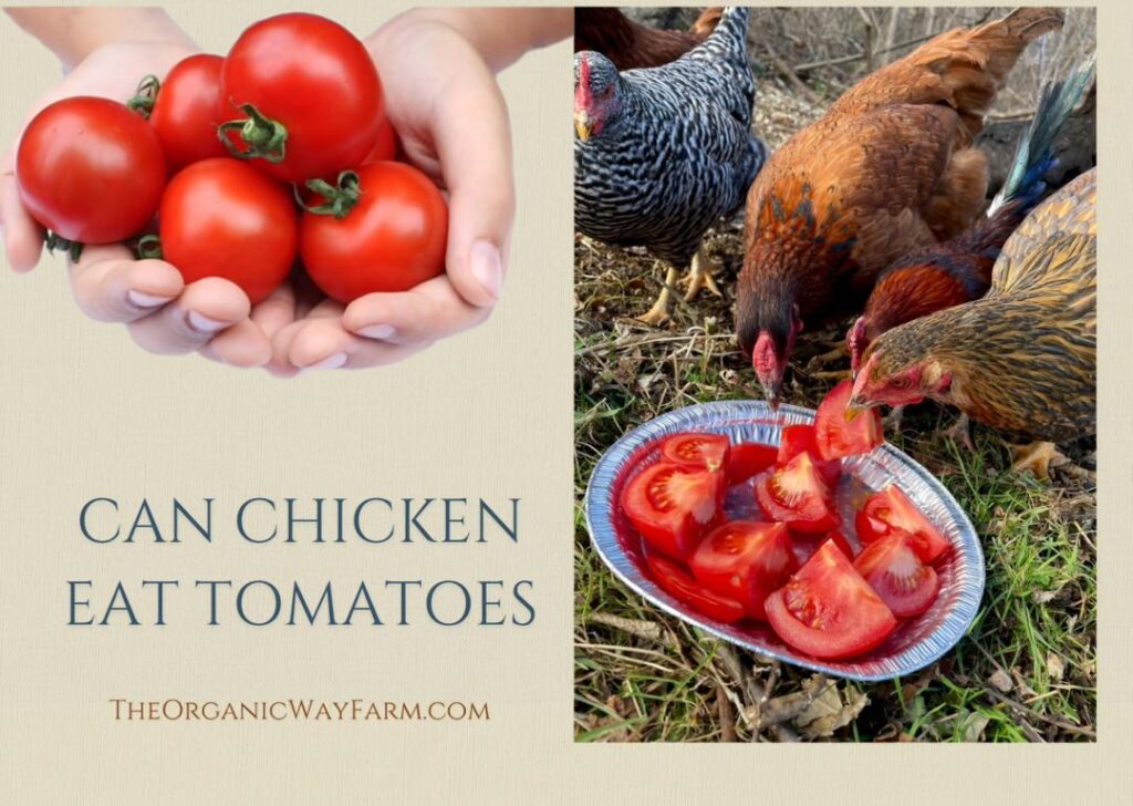 Can Chickens Eat Tomatoes