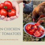 Can Chickens Eat Tomatoes