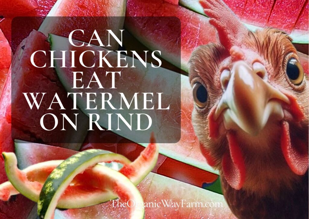 Can Chickens Eat Watermelon Rind (Everything to Know)