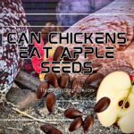 Can Chickens Eat Apple Seeds? (Everything To Know)
