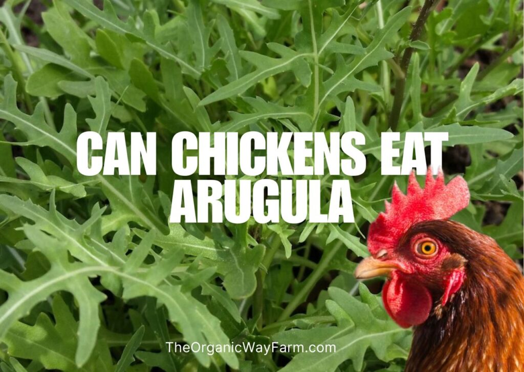 Can Chickens Eat Arugula? (Everything To Know)