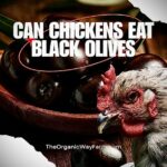 Can Chickens Eat Black Olives? (Everything To Know)