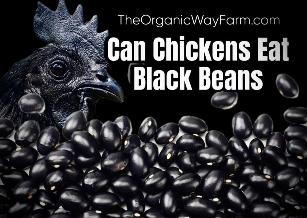 Can Chickens Eat Black Beans? (Everything To Know)